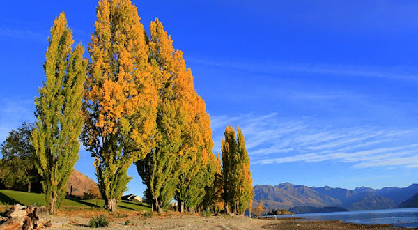 Waterfall Creek Track