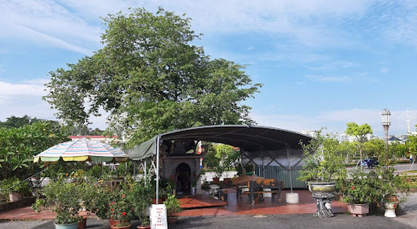 Cây Thị Linh Thiêng