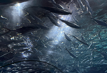 上海海洋水族馆第 123 张图片