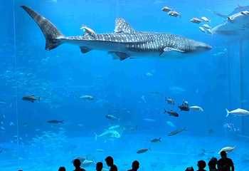 冲绳美丽海水族馆第 21 张图片