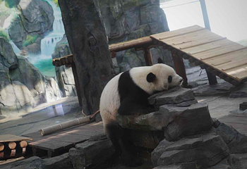 岳阳中华大熊猫苑第 17 张图片