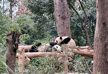 成都大熊猫繁育研究基地第 245 张图片