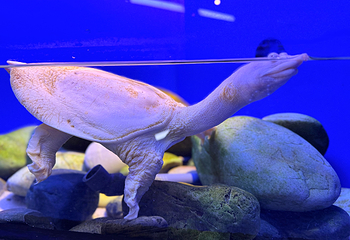 上海海洋水族馆第 96 张图片