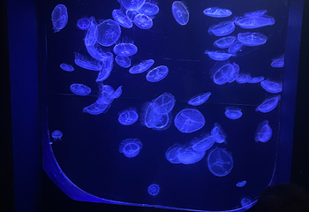 冲绳美丽海水族馆第 146 张图片