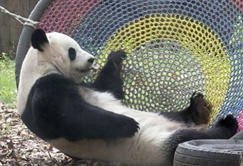 成都动物园第 87 张图片