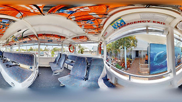 阳光海岸大水鸭