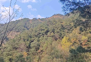 大奇山国家森林公园第 15 张图片