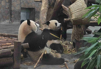 成都大熊猫繁育研究基地第 647 张图片