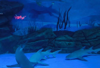 上海海昌海洋公园第 478 张图片