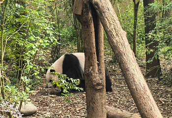 成都大熊猫繁育研究基地第 140 张图片