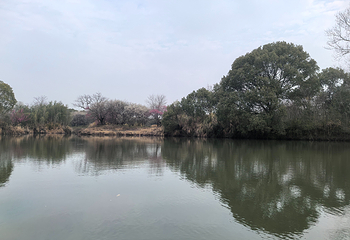 西溪国家湿地公园第 196 张图片