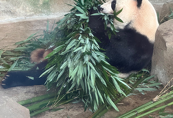 成都大熊猫繁育研究基地第 446 张图片