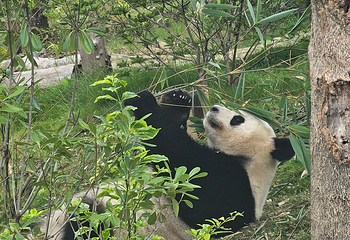 成都大熊猫繁育研究基地第 400 张图片