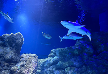 凯恩斯水族馆第 33 张图片