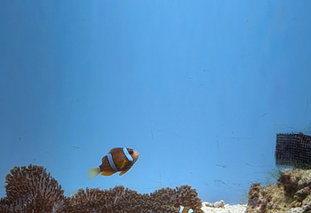 冲绳美丽海水族馆第 159 张图片