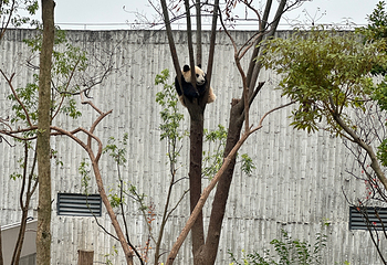成都大熊猫繁育研究基地第 346 张图片