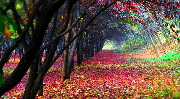 大汉上林苑(杜陵)文化生态景区