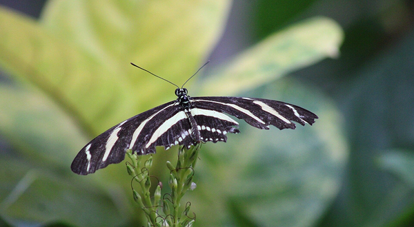 尼亚加拉公园蝴蝶馆
