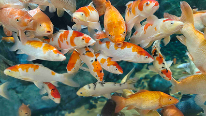 上海海洋水族馆第 97 张图片