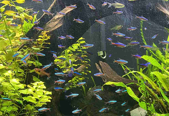 上海海洋水族馆第 151 张图片