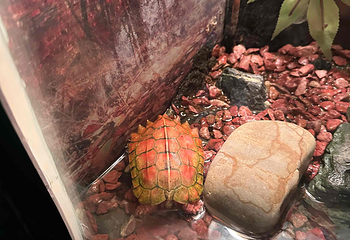 上海海洋水族馆第 203 张图片