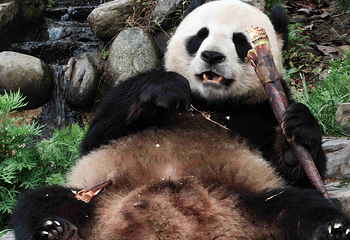 卧龙中华大熊猫苑神树坪基地第 11 张图片