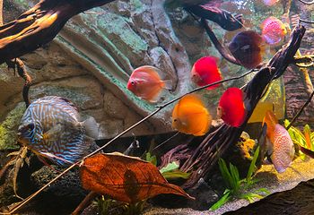 上海海洋水族馆第 101 张图片