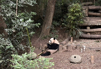 成都大熊猫繁育研究基地第 194 张图片