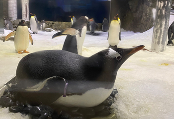 悉尼水族馆第 64 张图片