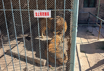 八达岭野生动物世界第 38 张图片