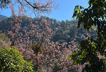 高黎贡山第 63 张图片