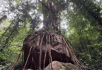 莫里热带雨林景区第 48 张图片