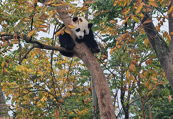 成都大熊猫繁育研究基地第 275 张图片