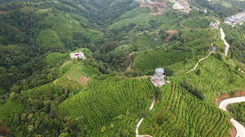 凌云茶山汽车营地