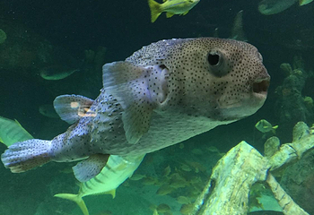 Sea Life Kansas City Aquarium第 5 张图片