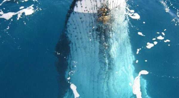 海豚岛天阁露玛度假村