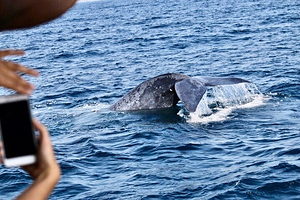 Mirissa Whale Warriors