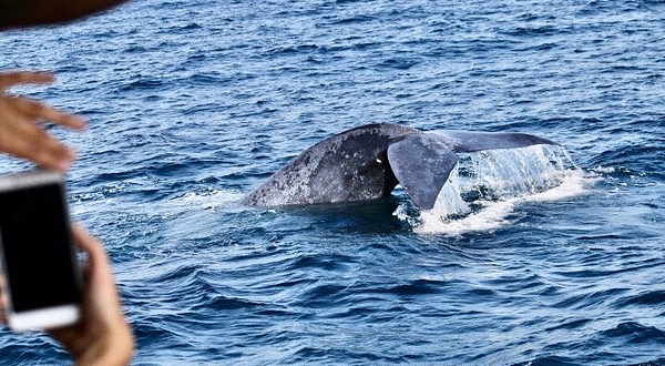 Mirissa Whale Warriors