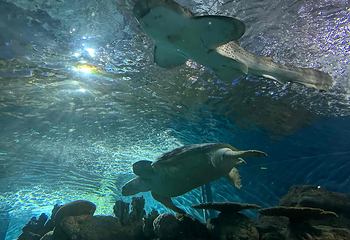 上海海洋水族馆第 199 张图片
