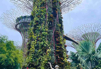 新加坡滨海湾花园第 190 张图片