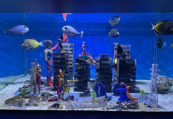 上海海昌海洋公园第 232 张图片