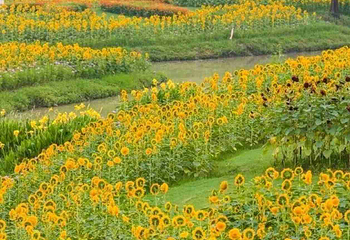 花开海上生态园第 129 张图片