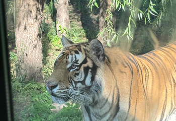 东北虎林园第 356 张图片
