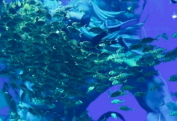 南宁极地海洋世界第 29 张图片