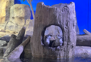 釜山SEA LIFE水族馆第 25 张图片