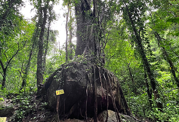 莫里热带雨林景区第 35 张图片