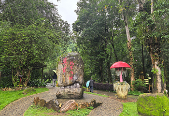 莫里热带雨林景区第 15 张图片