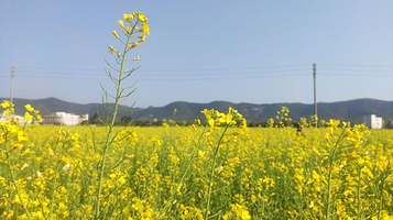 郁南连滩油菜花