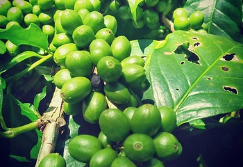 Segara Windhu Coffee Plantation第 7 张图片