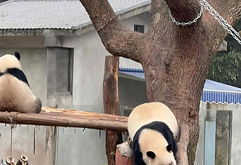 重庆动物园第 158 张图片
